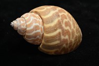 窄縫鳳螺藏品圖，第9張