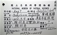 窄縫鳳螺藏品圖，第14張