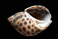 婆羅洲鳳螺藏品圖，第2張