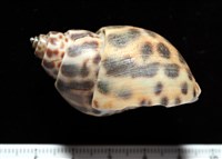 婆羅洲鳳螺藏品圖，第3張