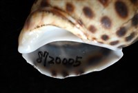 婆羅洲鳳螺藏品圖，第7張