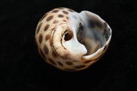 婆羅洲鳳螺藏品圖，第8張
