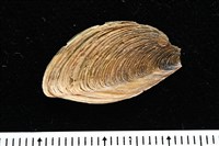 婆羅洲鳳螺藏品圖，第14張