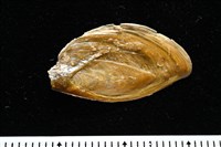 婆羅洲鳳螺藏品圖，第15張