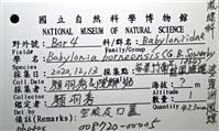 婆羅洲鳳螺藏品圖，第16張