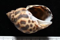 婆羅洲鳳螺藏品圖，第2張