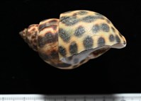 婆羅洲鳳螺藏品圖，第3張