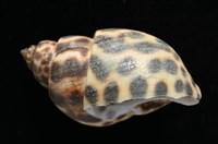 婆羅洲鳳螺藏品圖，第4張