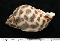 婆羅洲鳳螺藏品圖，第6張
