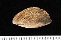婆羅洲鳳螺藏品圖，第16張