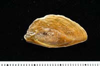 婆羅洲鳳螺藏品圖，第17張