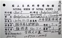 婆羅洲鳳螺藏品圖，第18張
