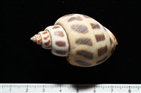 開氏鳳螺藏品圖，第4張