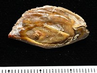開氏鳳螺藏品圖，第15張