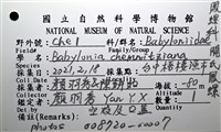開氏鳳螺藏品圖，第16張