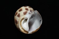 開氏鳳螺藏品圖，第8張