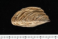 開氏鳳螺藏品圖，第16張