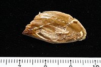 開氏鳳螺藏品圖，第17張