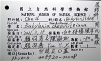 開氏鳳螺藏品圖，第18張