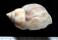 妃珍鳳螺藏品圖，第3張