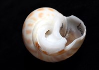 妃珍鳳螺藏品圖，第7張