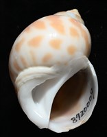 妃珍鳳螺藏品圖，第8張
