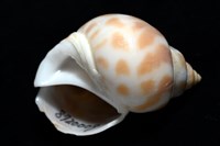 妃珍鳳螺藏品圖，第9張