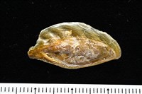 妃珍鳳螺藏品圖，第17張