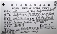 妃珍鳳螺藏品圖，第18張