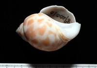 妃珍鳳螺藏品圖，第2張