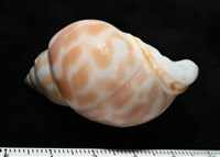 妃珍鳳螺藏品圖，第7張