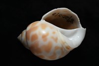 妃珍鳳螺藏品圖，第8張