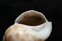 妃珍鳳螺藏品圖，第9張