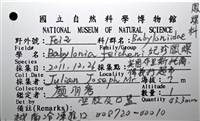 妃珍鳳螺藏品圖，第17張