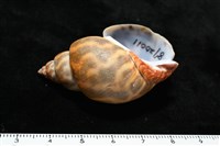 臺灣鳳螺藏品圖，第6張