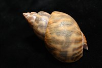 臺灣鳳螺藏品圖，第12張