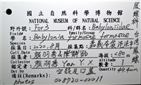 臺灣鳳螺藏品圖，第18張