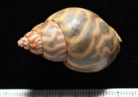 臺灣鳳螺藏品圖，第4張
