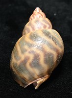臺灣鳳螺藏品圖，第14張