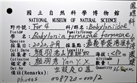 臺灣鳳螺藏品圖，第20張