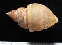 波部鳳螺藏品圖，第3張