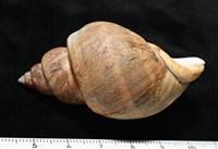 波部鳳螺藏品圖，第5張