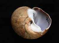 波部鳳螺藏品圖，第6張
