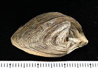 波部鳳螺藏品圖，第14張