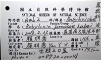 波部鳳螺藏品圖，第16張