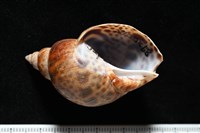 日本鳳螺藏品圖，第2張