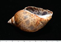 日本鳳螺藏品圖，第5張