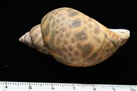 日本鳳螺藏品圖，第5張