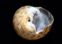 日本鳳螺藏品圖，第7張