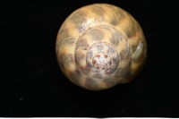 日本鳳螺藏品圖，第8張
